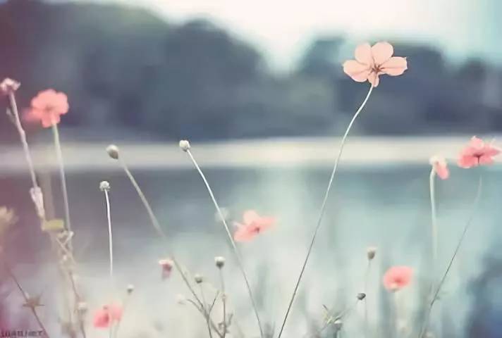 大揭秘：历次语文考试字音易错汇总