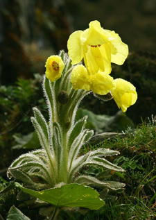 植物之歌：花的力量