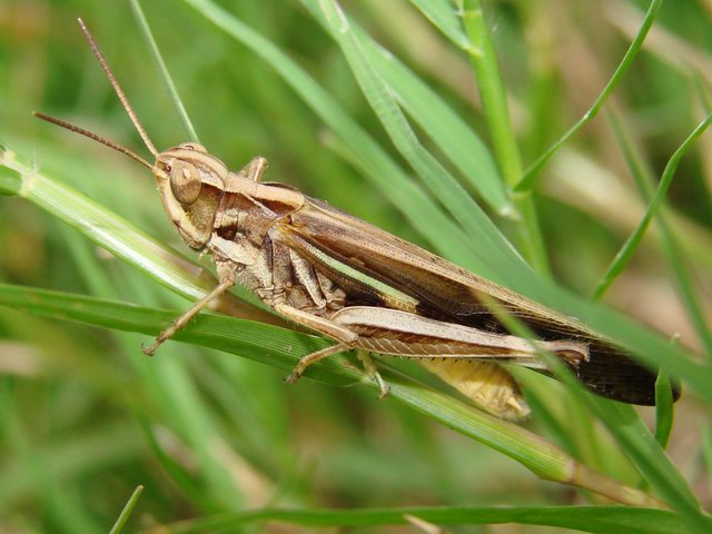 蝗虫属于图片