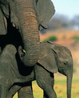 大象的秘密生活之小象诞生