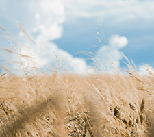 机械波与电磁波（包括光波）的区别