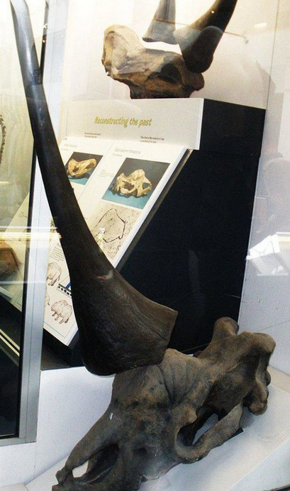 西伯利亚独角兽化石图片